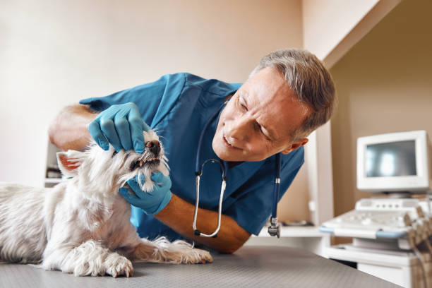 Best Emergency Root Canal Treatment in Venersborg, WA
